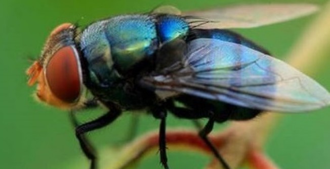 Getting Rid of Pests in Moor End