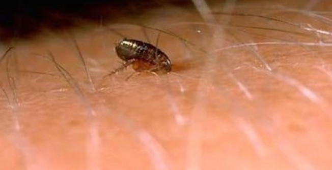 Bed Bug Treatment in Langley