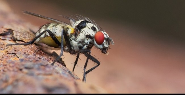 Pest Deterrent in Ashington