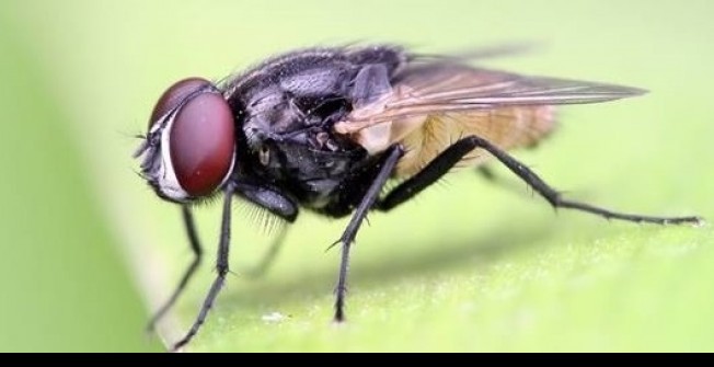 Fly Infestation in Cladach Chireboist