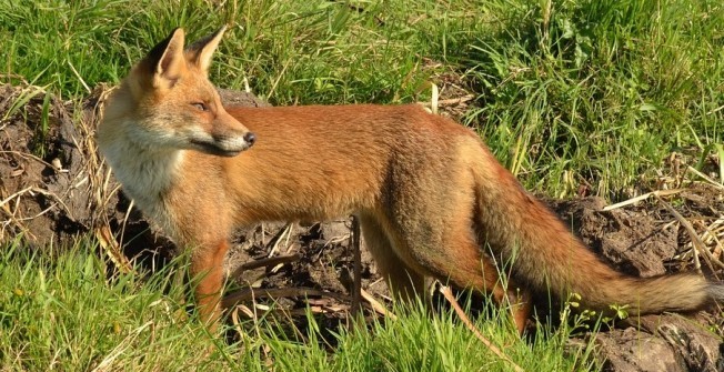 Fox Repellent in Bridge End