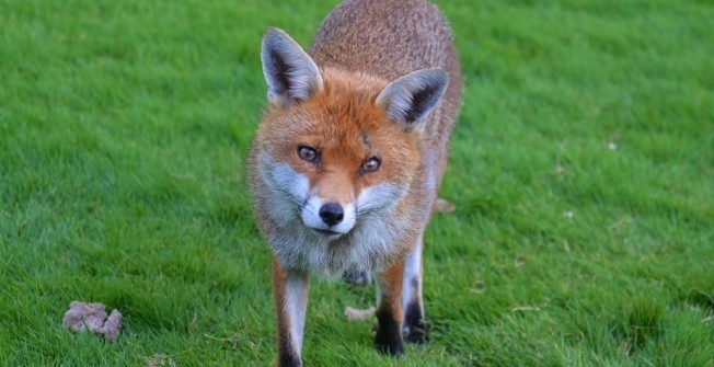 Rodent Management in Barrow