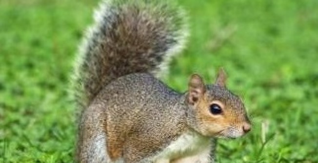 Squirrel Pests in Barrow