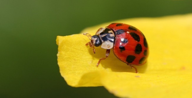 UK Pest Control  in Newtown