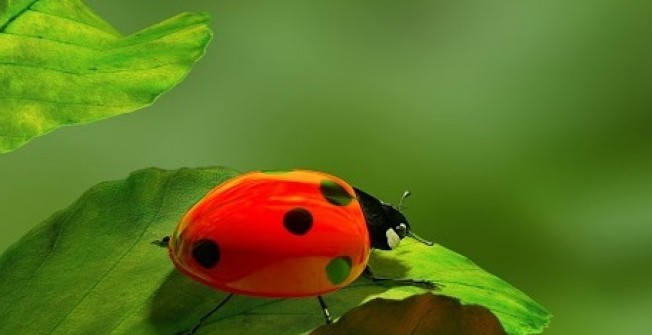 Removing Ladybugs in Newtown