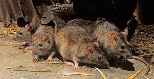 Field Mice Infestation in Bradley