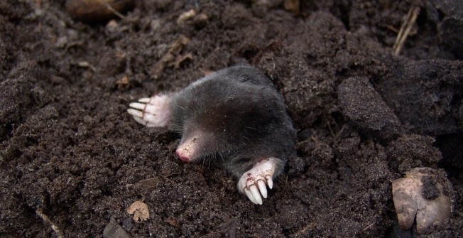Mole Extermination in Abhainn Suidhe