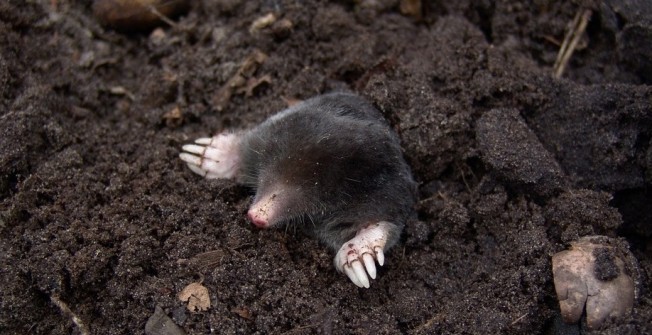 Mole Extermination in Newtown