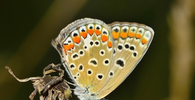 Moth Pest Control in Ashton