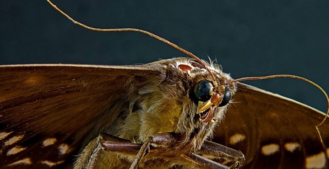 Moths Infestation in Bixter