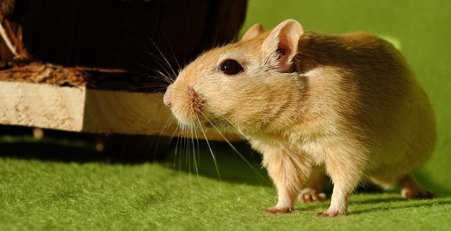Mice Removal in Shetland Islands