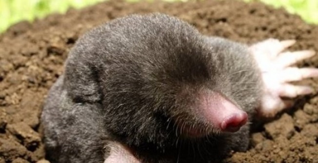 Mole Control in Belgrave