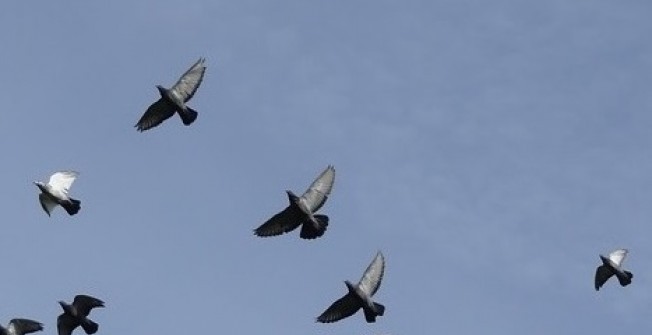 Pigeon Deterrent in Broom