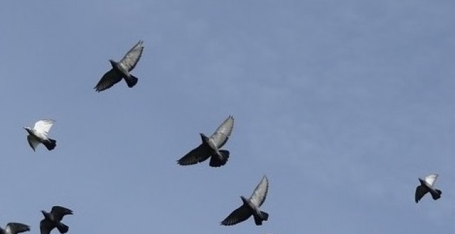 Pigeon Deterrent in Acton