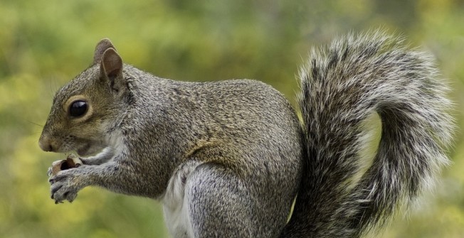 Squirrel Control  in Lower Strensham