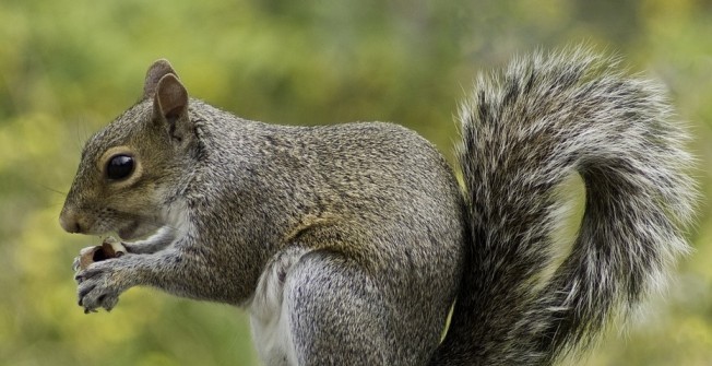 Squirrel Control  in Blackwater