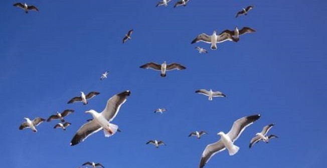 Seagull Control  in Bridge End