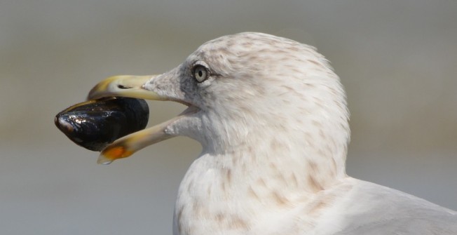 Seagull Deterrent in North End