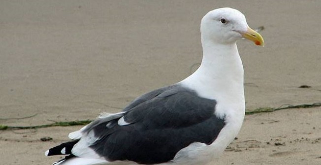 Bird Control in Beeston