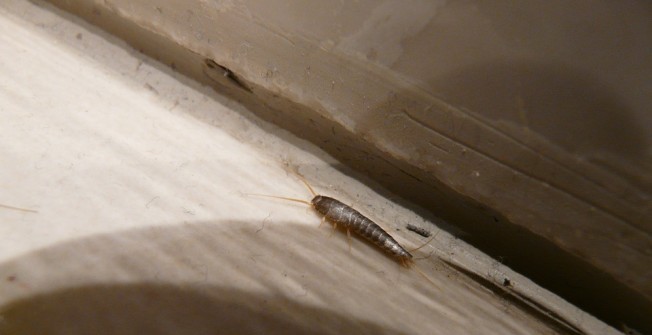 Silverfish Infestation in Mount Pleasant