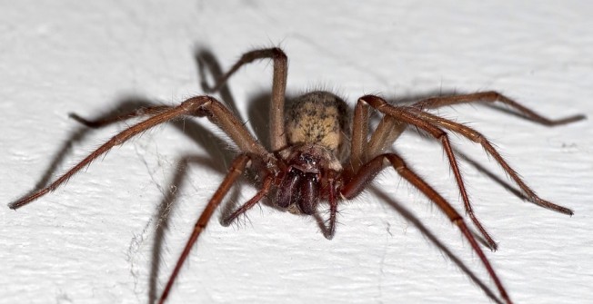 Spider Extermination in Moor Green
