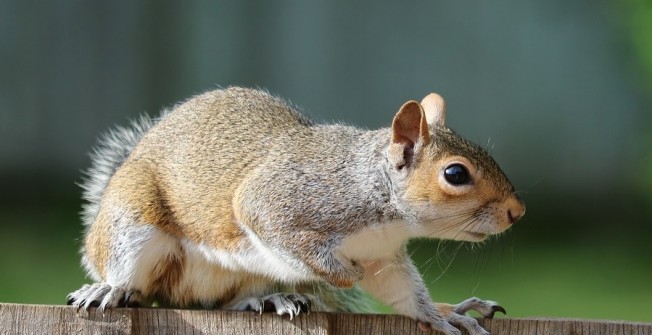 Commercial Pest Control  in Bryn