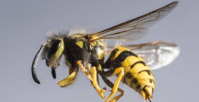 Wasp Removal in Aston