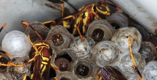 Wasp Nest Remover in Bont-goch or Elerch
