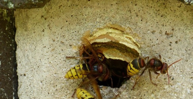Wasp Repellent in Aberdaron